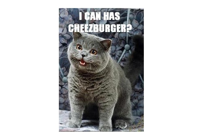 I can has cheezburger?