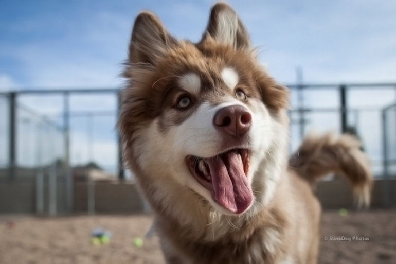 Фото ресурса Stinkdog Photos