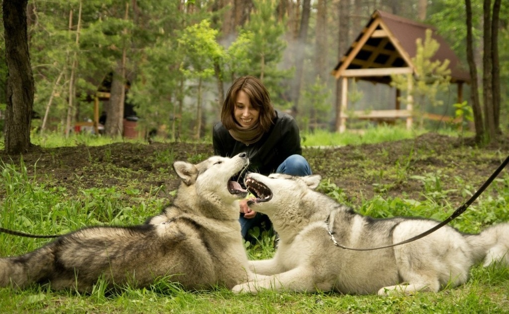 Фотосессия с северными ездовыми собаками – успешный опыт сбора средств на благотворительность