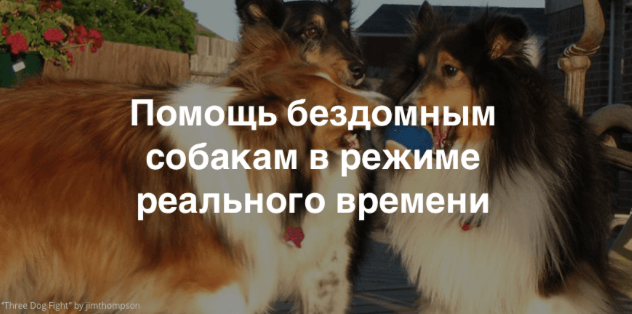 Краудфандинг. Проект Teddy Food: помогать бездомным животным легко и интересно