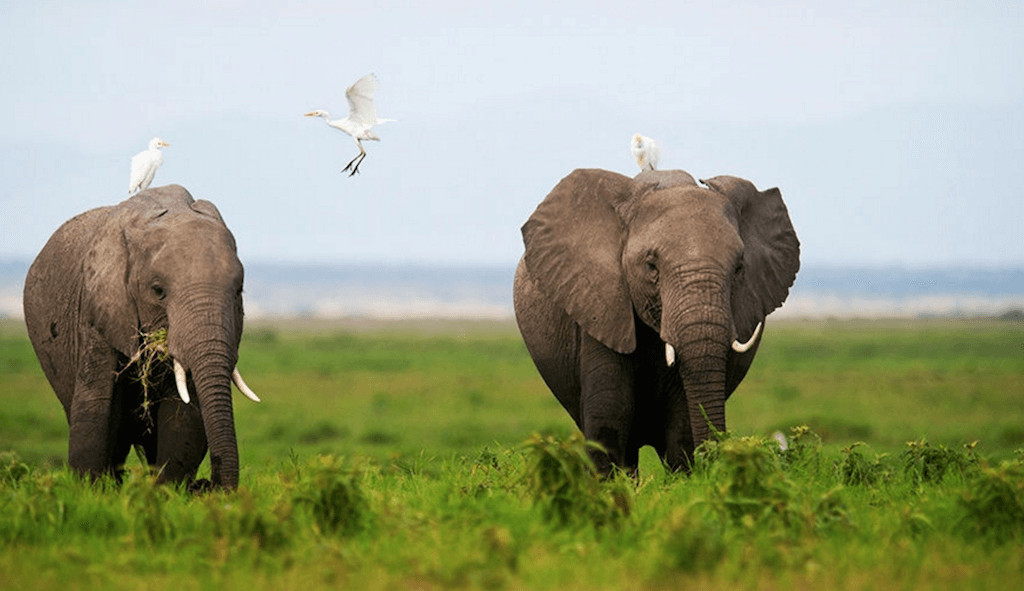 День Земли (Earth Day) отмечается с 22 апреля 1970 года. За год небольшое движение, начатое экологами-активистами в США, выросло в международную организацию «Сеть «День Земли» (EDN). Фото: Santosh Saligram. 500px. (CC0).