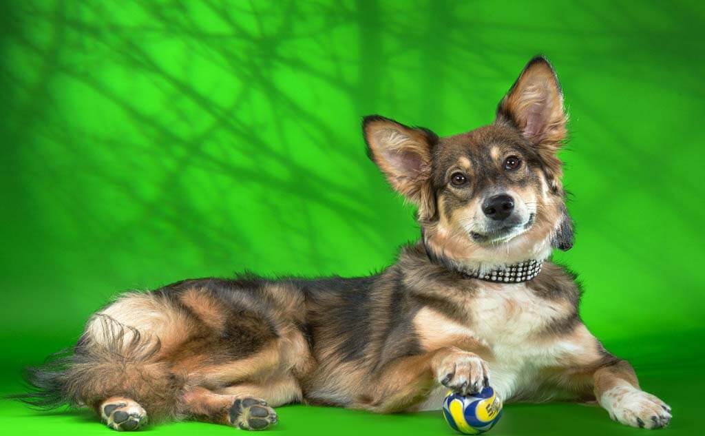 Сообщество «Потеряшка-НСК» – самое крупное сообщество людей, помогающих найти и пристроить домашнего питомца. Фото: из архива группы в Вконтакте.