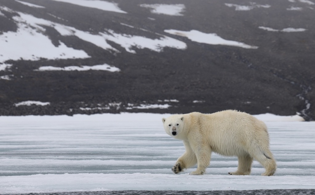 в ходе наблюдений фиксировались виды и количество встреченных животных, географические координаты места встреч, погодные условия, по возможности определялись пол, возраст, упитанность животных. Фото: предоставлено национальным парком.