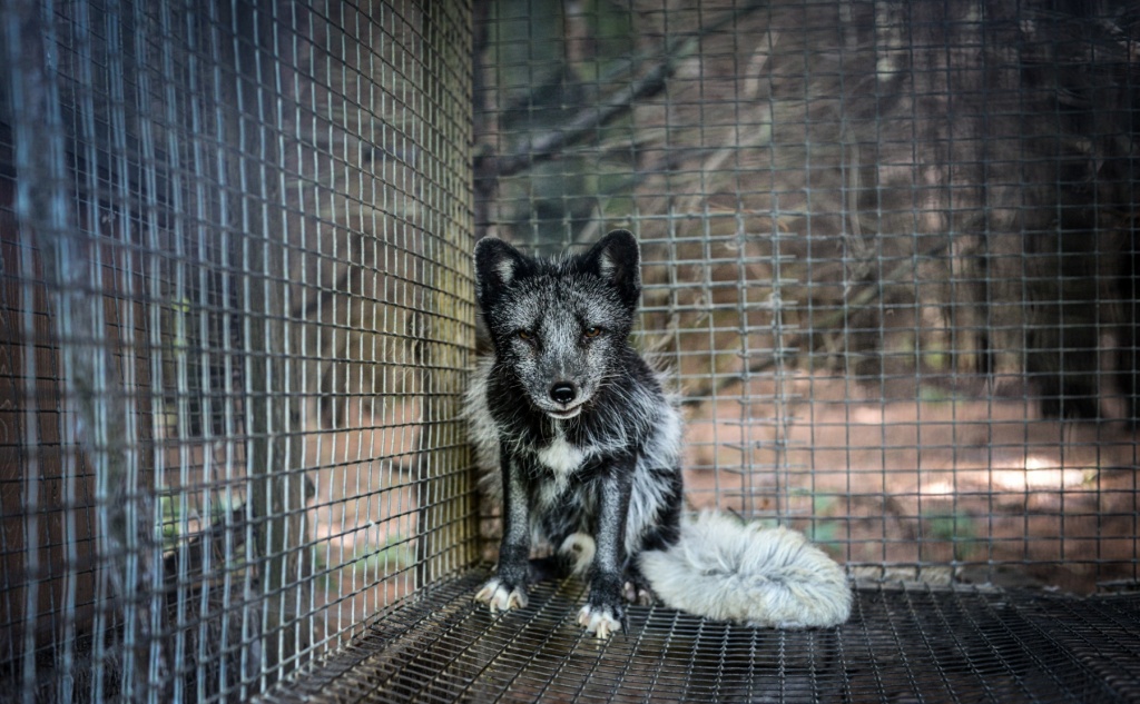 Изображение с сайта weanimalsmedia.org