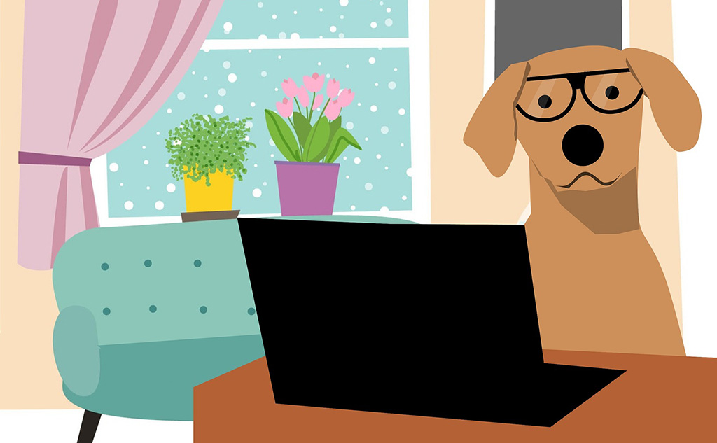 "Зооспас" поможет увеличить шансы четвероногих на собственный дом. Изображение: pixabay.com.