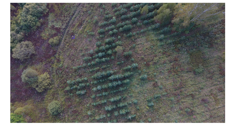 Демонстрация поиска в лесу при помощи нейросети. Изображение: Lacmus Foundation.