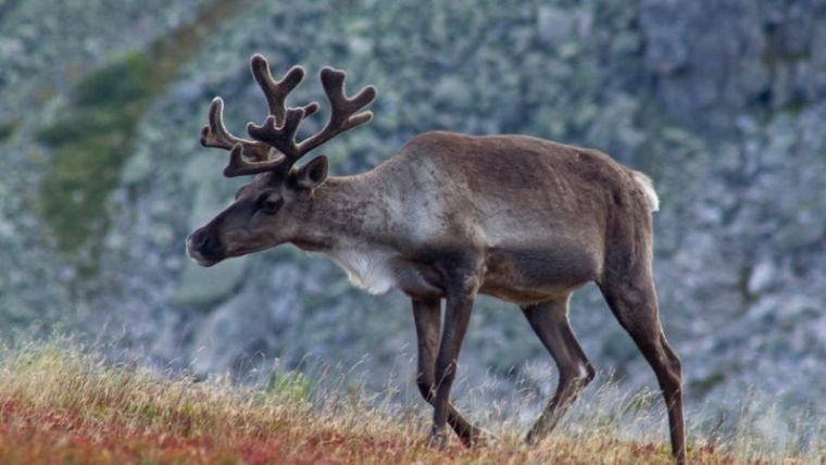 Дикий северный олень. Фото из петиции на Change.org.