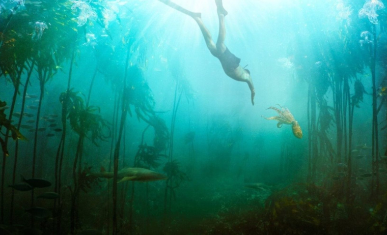 Кадр из фильма «Мой учитель — осьминог», Off the Fence.