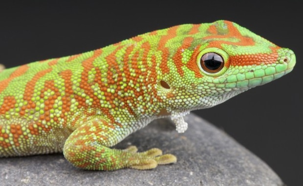 Алгоритмы MIT и краудсорсинг: определение исчезающих животных